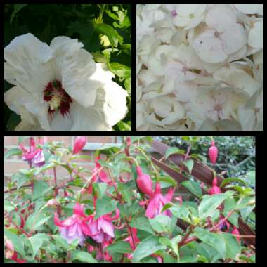 Kim's garden