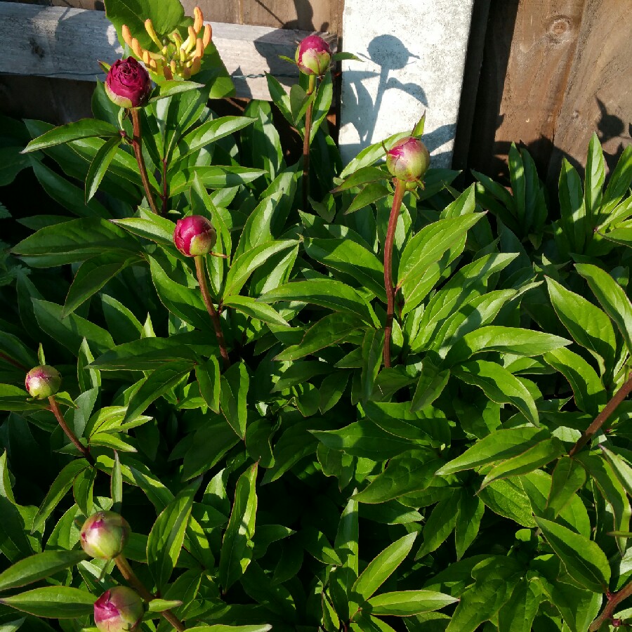 Peony 'Rubra Plena' (Herbaceous)