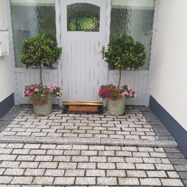 John's garden
