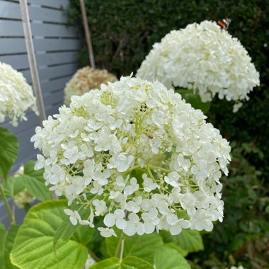 John's garden