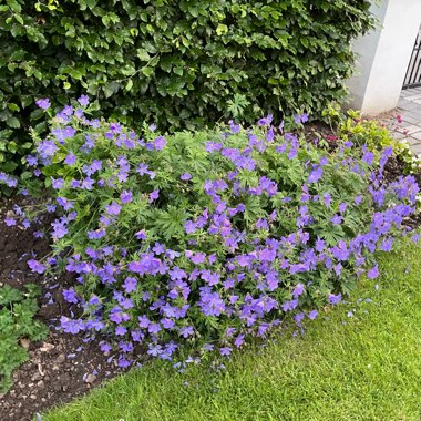 John's garden