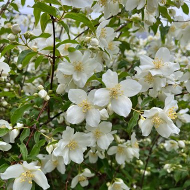 Marit's garden