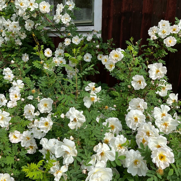 plant image 1704926
