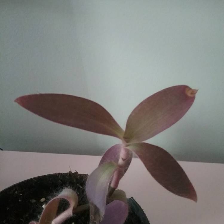 plant image 1127786 plant image 1127786