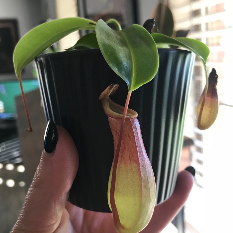 Plant image Nepenthes ventrata x
