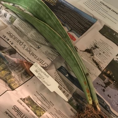 Variegated Sansevieria