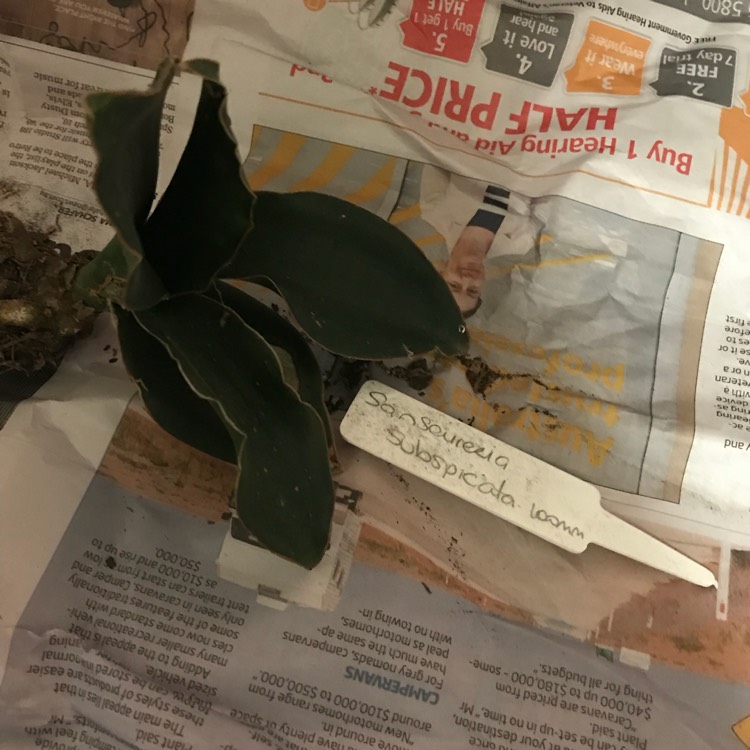 plant image 745125