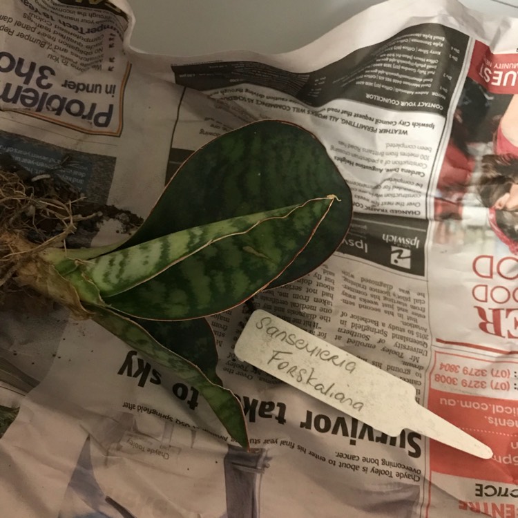 plant image 745126