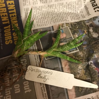 Snake Plant 'Ballyi'