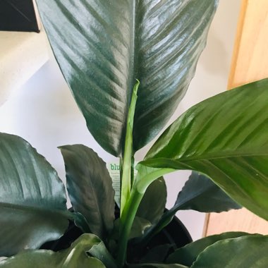 Peace Lily