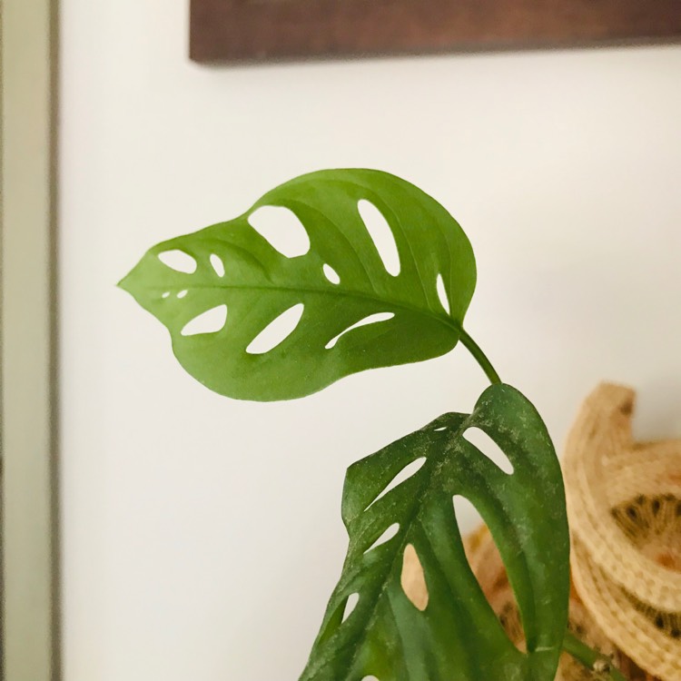 plant image 887120
