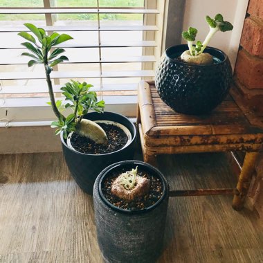 Natalie's garden