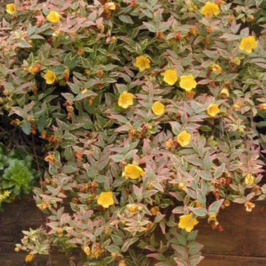 Plant image Hypericum x moserianum 'Little Misstery'