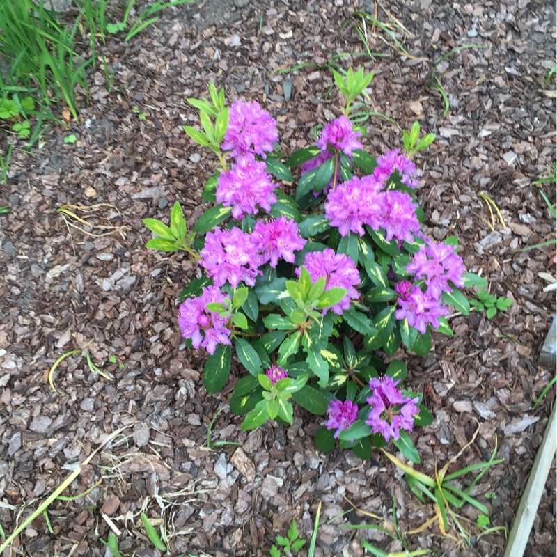 Natalia's garden