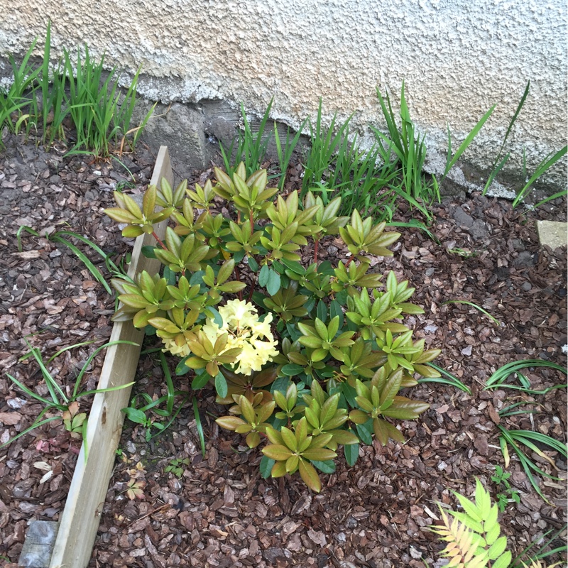 Natalia's garden