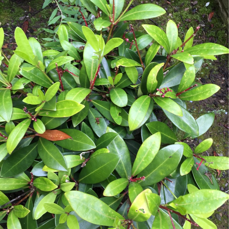 Japanese Skimmia 'Rubella'