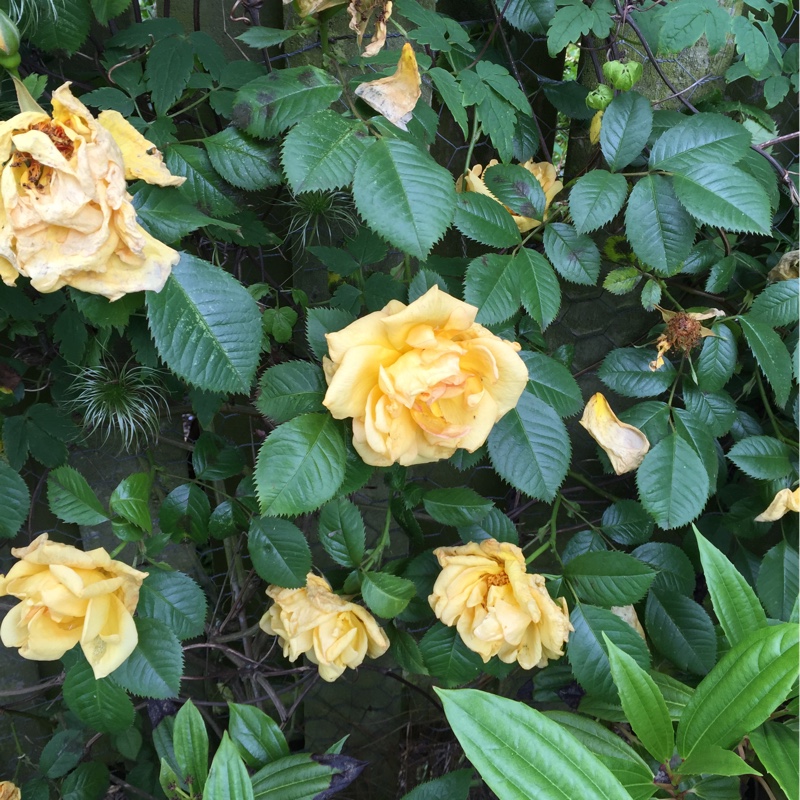 Rose (Hybrid Tea)