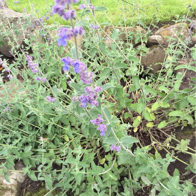 Catmint