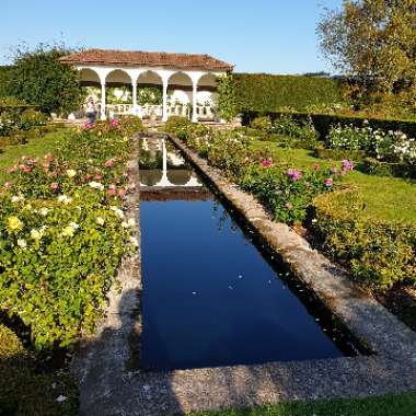 Natalie's garden