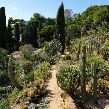 Natalie's garden