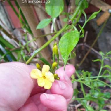 Natalie's garden
