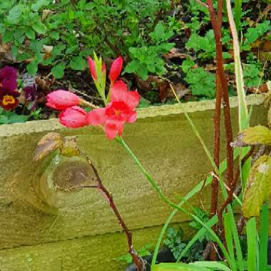 Natalie's garden