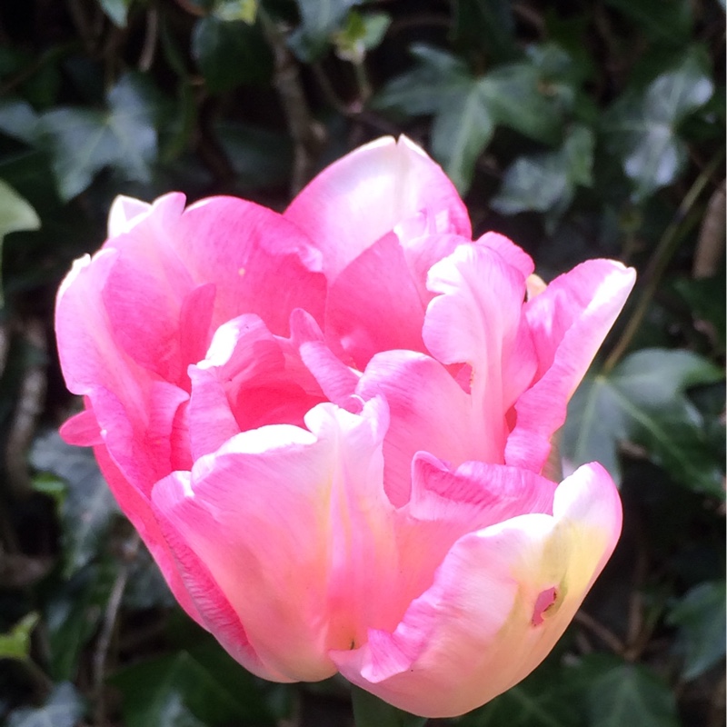 Plant image Tulipa 'Angelique'
