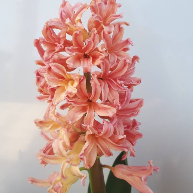 Plant image Hyacinthus orientalis 'Gipsy Queen'