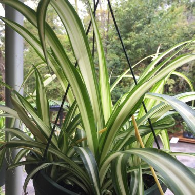 Chlorophytum