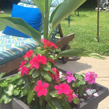 Catharanthus roseus syn. Vinca Rosea 'Grape Cooler'