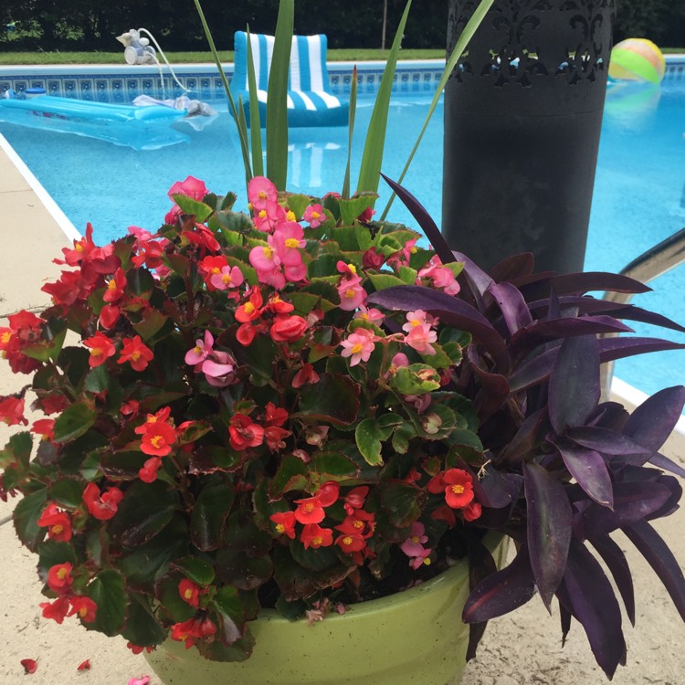 plant image 515479