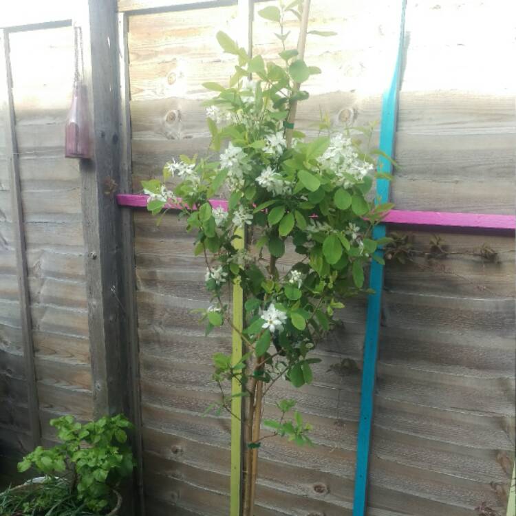 Plant image Exochorda Serratifolia 'Snow White'