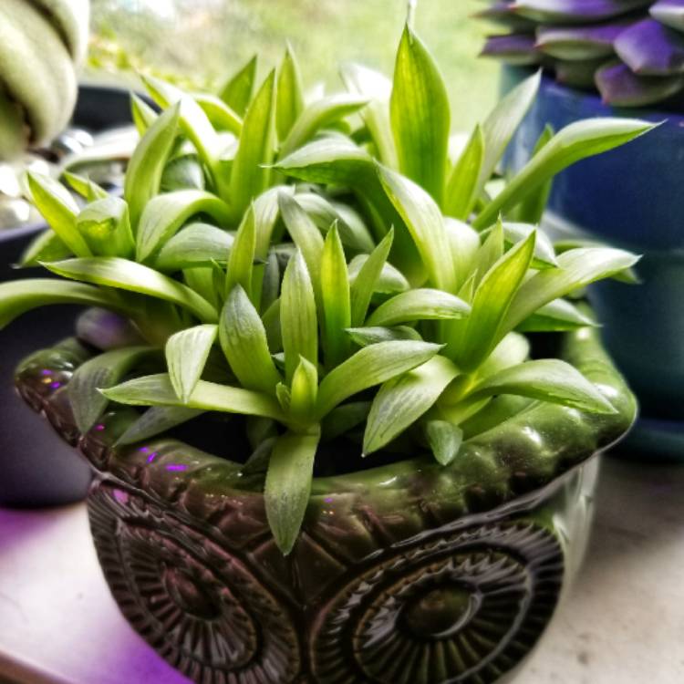 Plant image Haworthia magnifica var. Acuminata