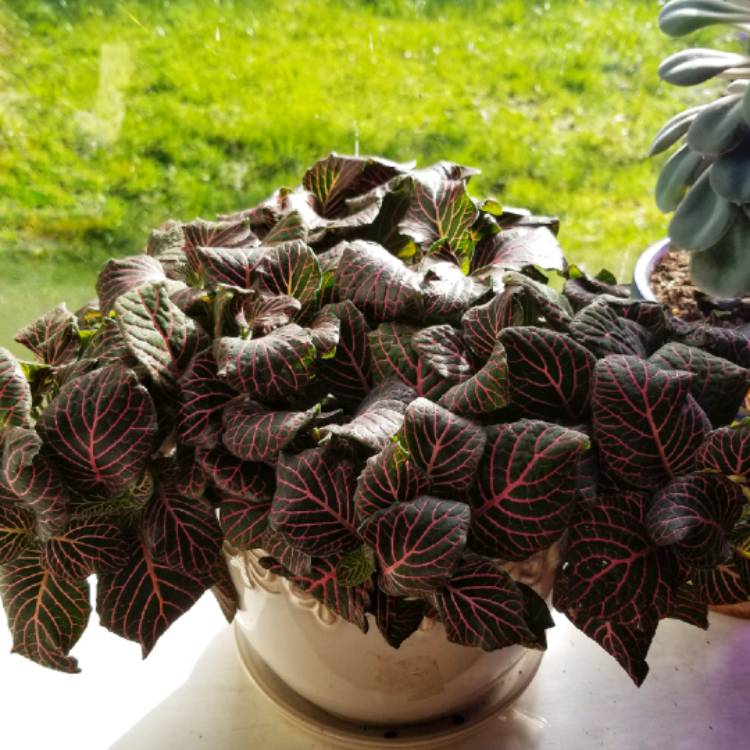 Plant image Fittonia agyroneura 'Mini Red Vein'
