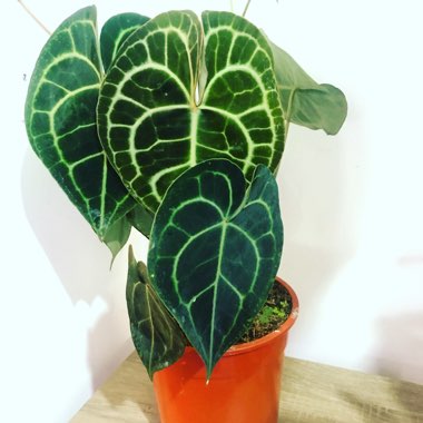 Anthurium clarinervium