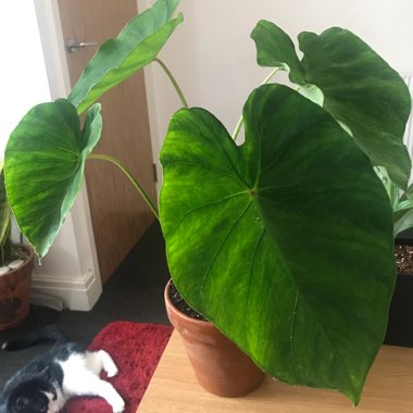 Colocasia esculenta 'Elena'