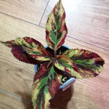Plectranthus scutellarioides 'Combat'