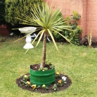Nathan's garden