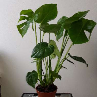 Monstera deliciosa