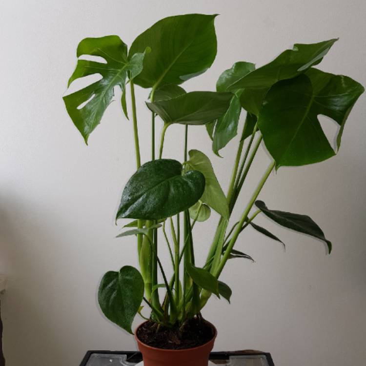 Plant image Monstera deliciosa