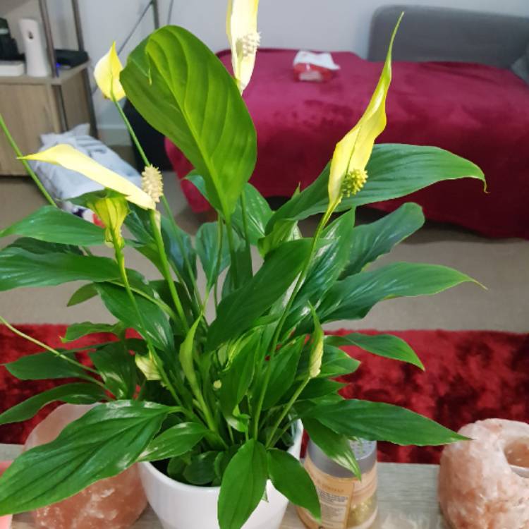 plant image 760738