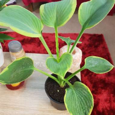 Hosta