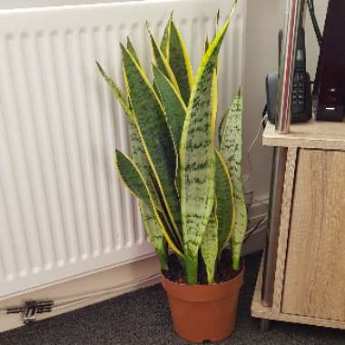 Sansevieria