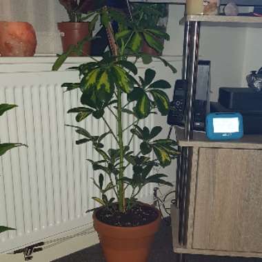 Schefflera arboricola 'Gold Capella'