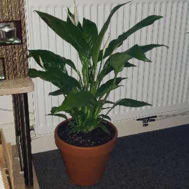 Spathiphyllum wallisii