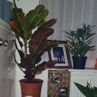 Garden Croton