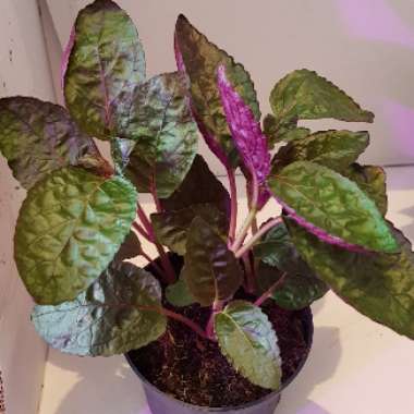 Nathan's garden