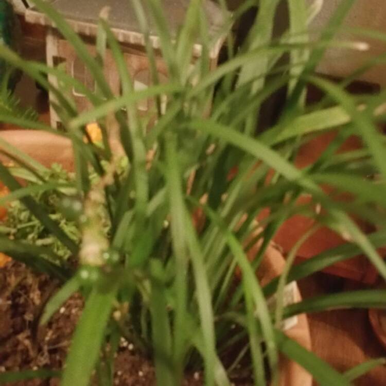 Plant image Liriope gigantea syn. Liriope muscari 'Evergreen Giant', Liriope 'Gigantea'