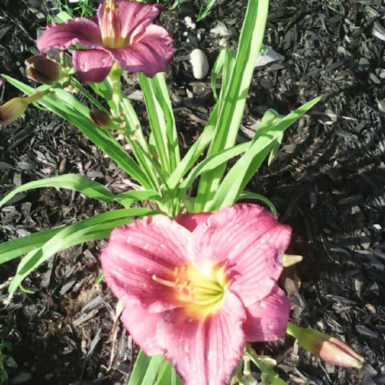 Plant image Hemerocallis 'Purple De Oro'