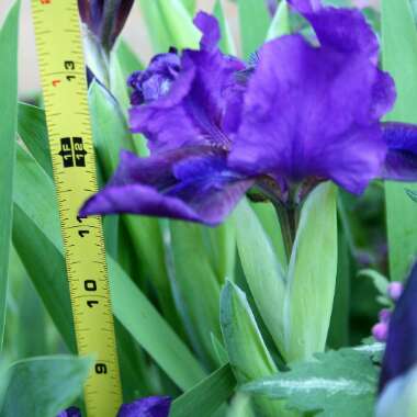 Iris x germanica